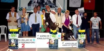 Bodrum'da Köpek Güzelleri