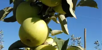 Niğde Elması, Üreticinin Yüzünü Güldürecek