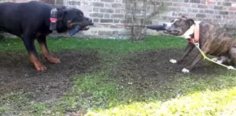 Rottweiler ve Pitbull Güç Denemesi