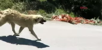 Kurtköy Ormanlarında Başıboş Halde 3 Bin Köpek Yaşıyor