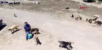 Kurtköy Ormanında 3 Bin Köpek 2