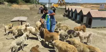 Kurtköy Ormanında 3 Bin Köpek