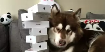 Çinli Zengin Adam, Köpeğine 8 adet iPhone 7 aldı