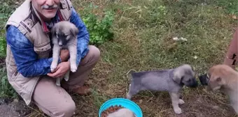 Öğretmen, 9 Köpek Yavrusuna Sahip Çıktı