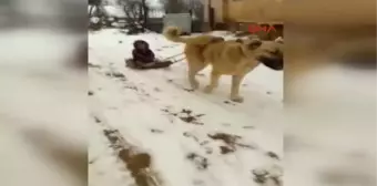 Köpeğine Kızak Takıp Oğlunu Gezdirdi