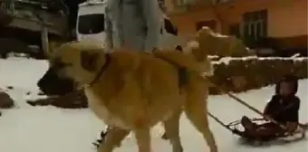 Köpeğinin Çektiği Kızakla Oğlunu Gezdirdi