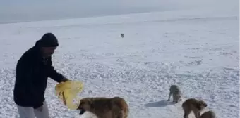 Kulu'da Hayırsever Bir Vatandaş Aç Köpekleri Ekmekle Doyurdu