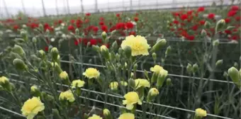 Bolu, Karanfil Üretiminde Antalya'nın Açığını Kapatabilir