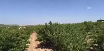 Bahar Serinliği Antep Fıstığı Hasadını Geciktirdi