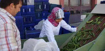 Girişimci Kadınlar - Ninesinden Öğrendiği Tarifle İş Hayatına Atıldı