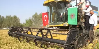 Bafra'da Çeltik Hasat Şenliği Yapıldı