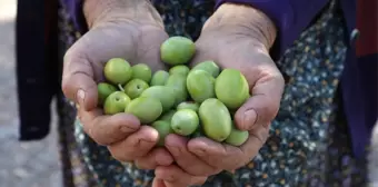 Urla'da Neşeli Zeytin Hasadı