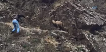 Artvin'de Vatandaşların Yaralı Dağ Keçisini Kurtarma Mücadelesi