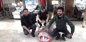 4 Metrelik Köpek Balığı Yakalandı