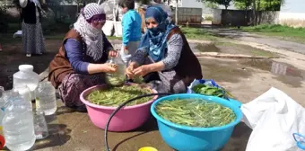 Sofraların Vazgeçilmezi Cağ Bitkisine Büyük İlgi