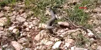 Kahramanmaraş'ta Nesli Tehlikedeki Beyaz Bantlı Engerek Bulundu