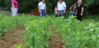 Bartın'da Şeker Otu Denemesi