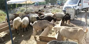 Malazgirt'te Kurban Pazarı Açıldı