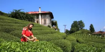 Çay Tarlasına Ziyaretçi Akını