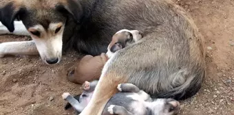 Anne Köpek ve Yavrularına Hayvanseverler Sahip Çıktı