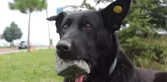 Yavrularını Kaybeden Köpek, 3 Yıldır Ağzında Taşla Geziyor