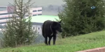 Yavrularını Kaybeden Köpek, Ağzındaki Taşı Yavrusu Sanıyor