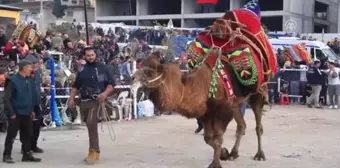 Milas'ta Deve Güreşi Festivali