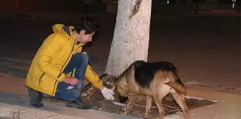 Gençler Sokak Hayvanlarına Düzenli Mama Dağıtıyor