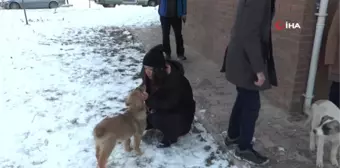 Van'da Sokak Köpekleri İçin Sıkı Çalışma