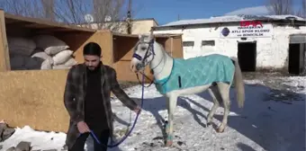 Erzurum Yarış Atına Doğum Günü Partisi