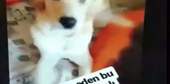 Köpeğin Gözüne Deodorant Sıktı !