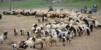 Hakkari'deki Besiciler Zor Durumda