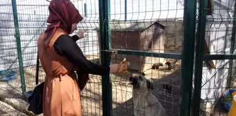 Kastamonu'da Sokak Hayvanları İçin 'İmece Projesi'