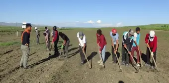 Pancarda gecikmeli çapa başladı