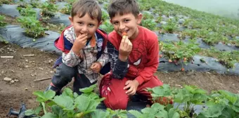 Güneş yerine sisle olgunlaşan çilekler toplanıyor