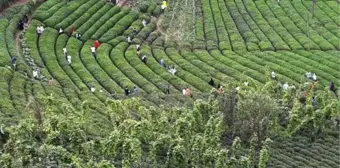 Rize'deki çay tarlasına ziyaretçi akını