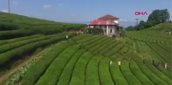 Rize'deki çay tarlasına ziyaretçi akını