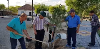 Sultan Sazlığına Fidan Dikimi Yapıldı