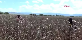 AFYONKARAHİSAR Haşhaş üreticisinin yüzü güldü