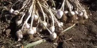 Balıklardaki mantar hastalığına 'sarımsak' deva olacak