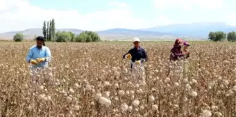 Haşhaş üreticisinin yüzü güldü