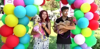 Pati Festivali'nde köpekler sokak hayvanları için yarıştı