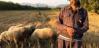 Siyaseti bırakıp çobanlık yapıyor