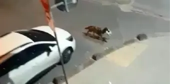 Kümese dadanan sokak köpeği kamerada