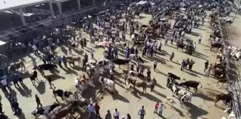 Şanlıurfa'da yetiştirilen kurbanlıklara yoğun ilgi