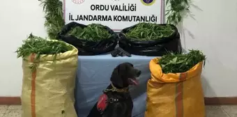 Ordu'da uyuşturucu operasyonu