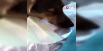 Köpeği ameliyat olan kadına belediyeden bir gün refakat izni