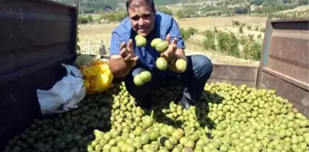 Orman sahası, köylülerin gelir kapısı oldu