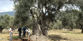 3 bin yıllık ağacın 'sır' yaşını nükleer fizikçiler ortaya çıkardı