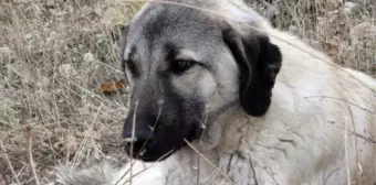 Ölen dişi köpeğin başında bekleyen erkek köpek sahiplenildi